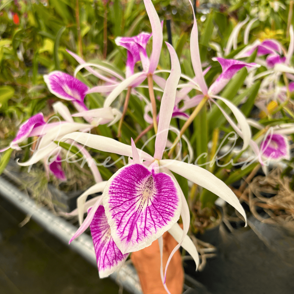 Cassigoli リトグラフ 紫陽花と海 Rth. Hawaii Island Mint — Palmer Orchids
